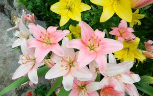 Preview wallpaper lilies, flowers, colorful, flowerbed, beautifully