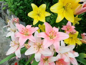 Preview wallpaper lilies, flowers, colorful, flowerbed, beautifully