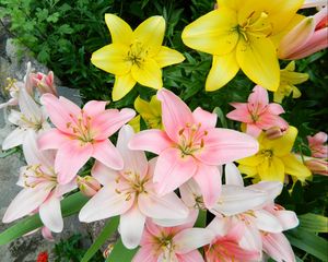 Preview wallpaper lilies, flowers, colorful, flowerbed, beautifully