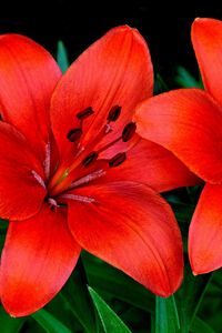 Preview wallpaper lilies, flowers, couple, petals