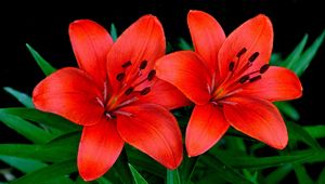 Preview wallpaper lilies, flowers, couple, petals