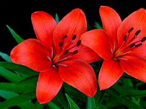 Preview wallpaper lilies, flowers, couple, petals