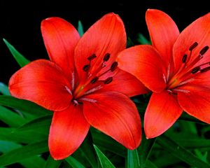 Preview wallpaper lilies, flowers, couple, petals