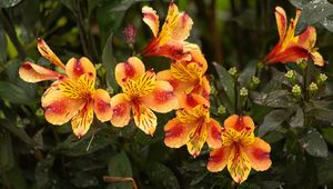 Preview wallpaper lilies, flowers, drops, dew