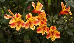 Preview wallpaper lilies, flowers, drops, dew