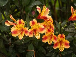 Preview wallpaper lilies, flowers, drops, dew
