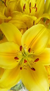 Preview wallpaper lilies, flowers, flower, yellow, bright, stamens