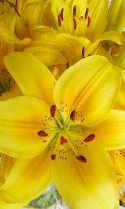 Preview wallpaper lilies, flowers, flower, yellow, bright, stamens