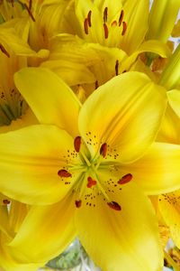 Preview wallpaper lilies, flowers, flower, yellow, bright, stamens