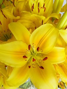 Preview wallpaper lilies, flowers, flower, yellow, bright, stamens