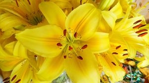 Preview wallpaper lilies, flowers, flower, yellow, bright, stamens