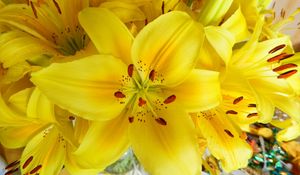 Preview wallpaper lilies, flowers, flower, yellow, bright, stamens