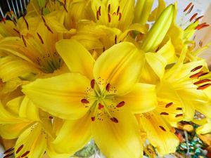 Preview wallpaper lilies, flowers, flower, yellow, bright, stamens