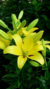 Preview wallpaper lilies, flowers, flowerbed, green, sunny