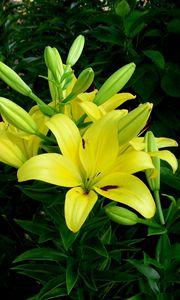 Preview wallpaper lilies, flowers, flowerbed, green, sunny