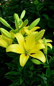 Preview wallpaper lilies, flowers, flowerbed, green, sunny