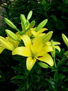 Preview wallpaper lilies, flowers, flowerbed, green, sunny