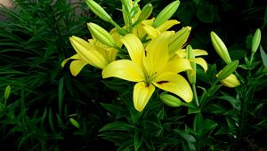 Preview wallpaper lilies, flowers, flowerbed, green, sunny