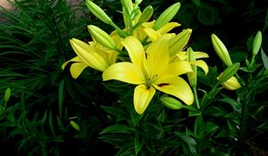 Preview wallpaper lilies, flowers, flowerbed, green, sunny