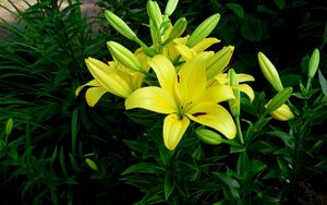 Preview wallpaper lilies, flowers, flowerbed, green, sunny