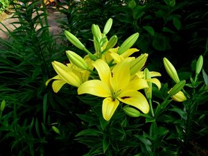 Preview wallpaper lilies, flowers, flowerbed, green, sunny