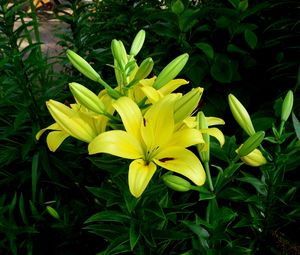 Preview wallpaper lilies, flowers, flowerbed, green, sunny