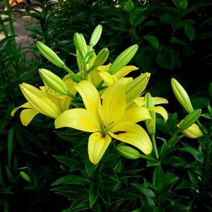 Preview wallpaper lilies, flowers, flowerbed, green, sunny