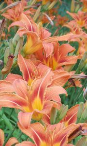 Preview wallpaper lilies, flowers, flowerbed, green, summer