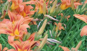 Preview wallpaper lilies, flowers, flowerbed, green, summer