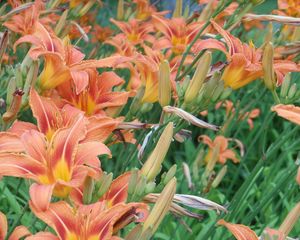 Preview wallpaper lilies, flowers, flowerbed, green, summer