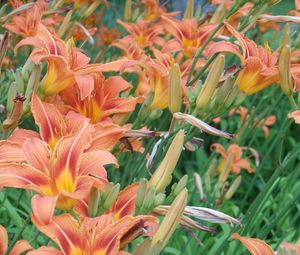 Preview wallpaper lilies, flowers, flowerbed, green, summer