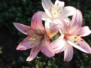 Preview wallpaper lilies, flowers, flowerbed, green, close-up