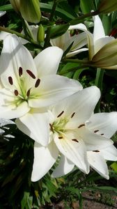 Preview wallpaper lilies, flowers, flowerbed, green, sunny