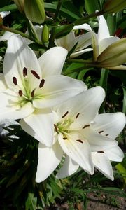 Preview wallpaper lilies, flowers, flowerbed, green, sunny