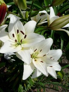 Preview wallpaper lilies, flowers, flowerbed, green, sunny