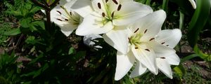 Preview wallpaper lilies, flowers, flowerbed, green, sunny