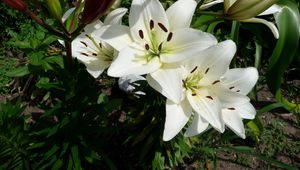 Preview wallpaper lilies, flowers, flowerbed, green, sunny