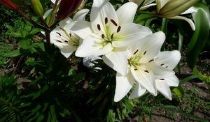 Preview wallpaper lilies, flowers, flowerbed, green, sunny