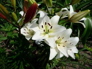 Preview wallpaper lilies, flowers, flowerbed, green, sunny