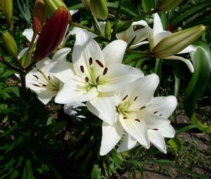 Preview wallpaper lilies, flowers, flowerbed, green, sunny