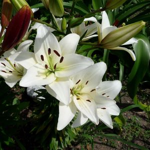 Preview wallpaper lilies, flowers, flowerbed, green, sunny