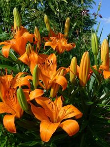 Preview wallpaper lilies, flowers, flowerbed, sunny