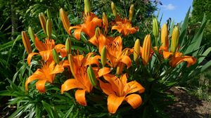 Preview wallpaper lilies, flowers, flowerbed, sunny