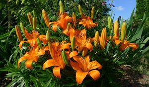 Preview wallpaper lilies, flowers, flowerbed, sunny