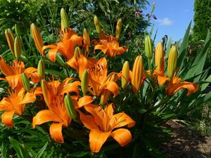 Preview wallpaper lilies, flowers, flowerbed, sunny