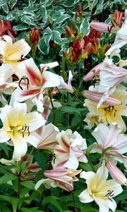 Preview wallpaper lilies, flowers, flowing, greens, flowerbed, garden