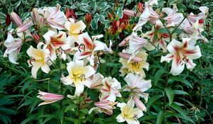 Preview wallpaper lilies, flowers, flowing, greens, flowerbed, garden