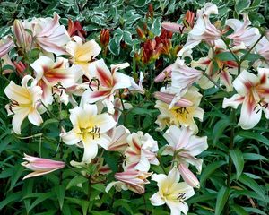 Preview wallpaper lilies, flowers, flowing, greens, flowerbed, garden