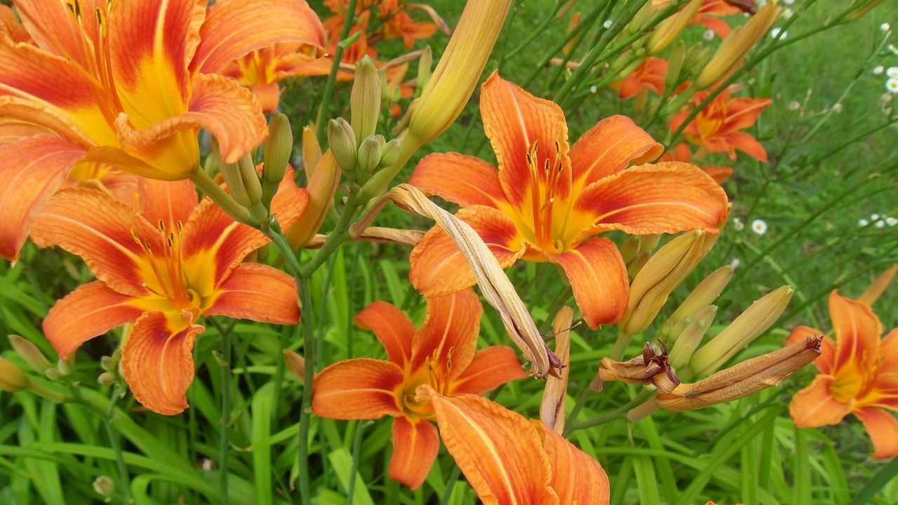 Wallpaper lilies, flowers, flowing, fresh herbs, flowerbed