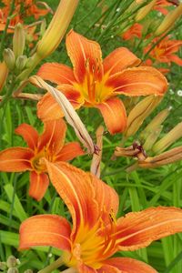 Preview wallpaper lilies, flowers, flowing, fresh herbs, flowerbed